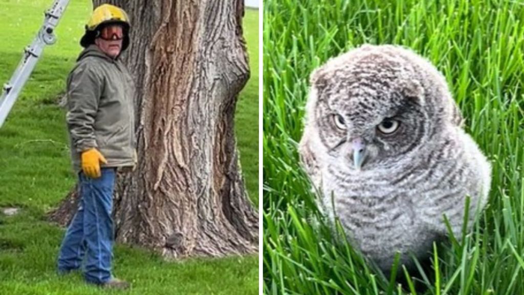 Left image shows a man wearing thick, heavy outer wear with safety goggles and a fireman's helmet. Right image shows an immature screech owl.