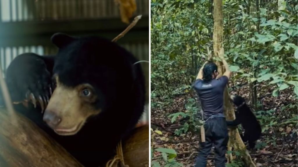 Left image shows Tenom, a rescued sun bear. Right image shows Tenom's foster "mother" teaching her how to climb a tree.
