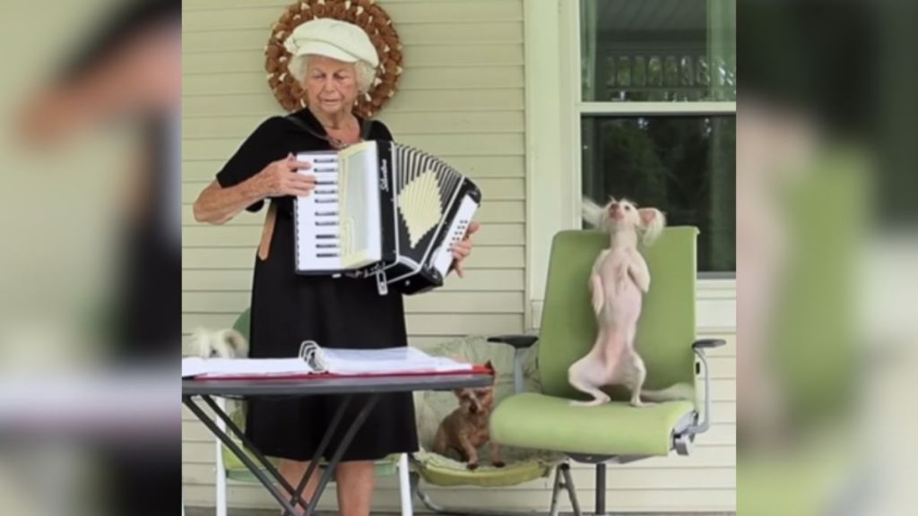 An elderly grandma playing the accordion while a dog dances.