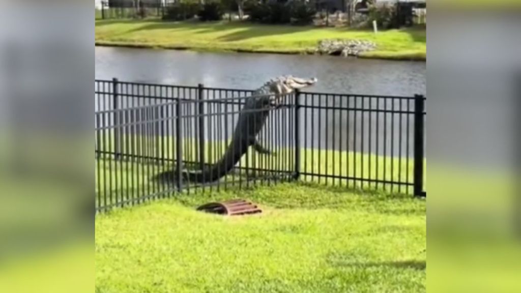An alligator climbing over a fence to get to the water.