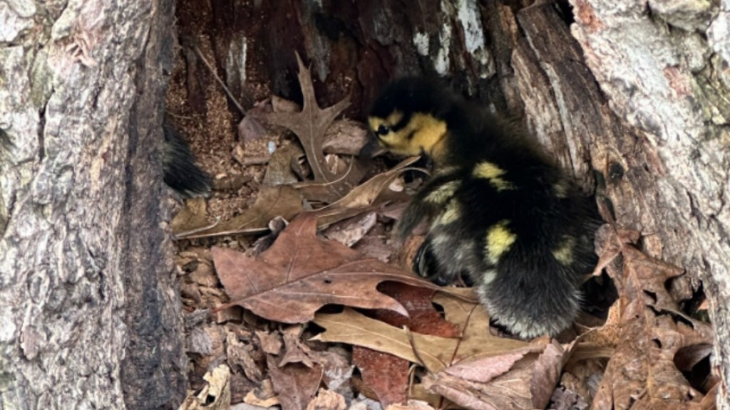 Close up of a baby duck inside a tree