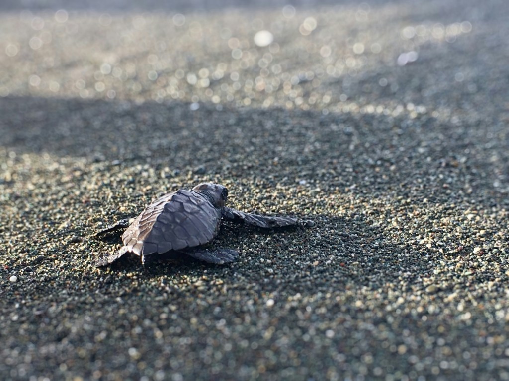 A baby turtle crawling around on the ground. 