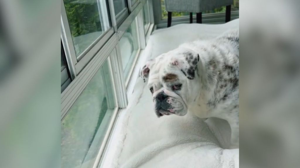 A spotted bulldog giving the camera a sulky expression.