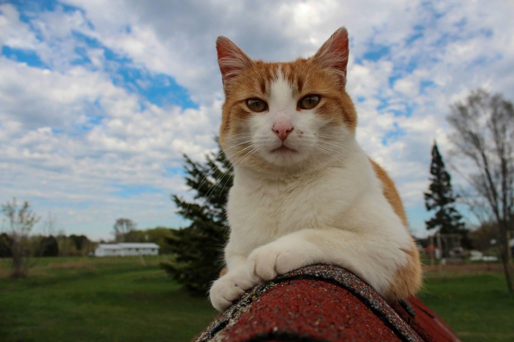 An orange and white cat laying down outdoors.