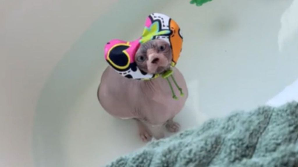 A hairless cat in the bathtub wearing a swim cap.