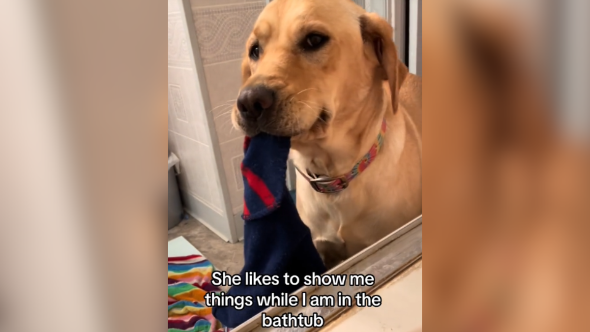 Dog Proudly Brings Mom Random Objects While She's In The Tub – InspireMore