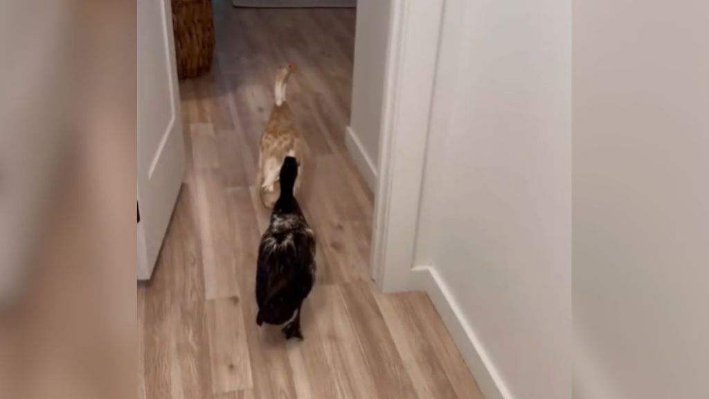 Two ducks walking down the hallway into another room.