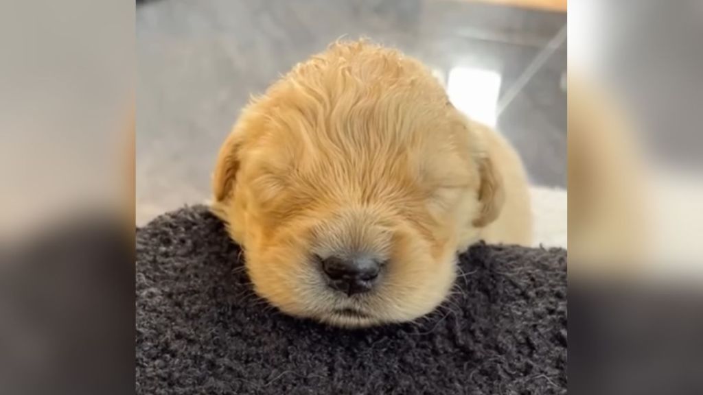 A tiny golden retriever puppy whose eyes are closed.