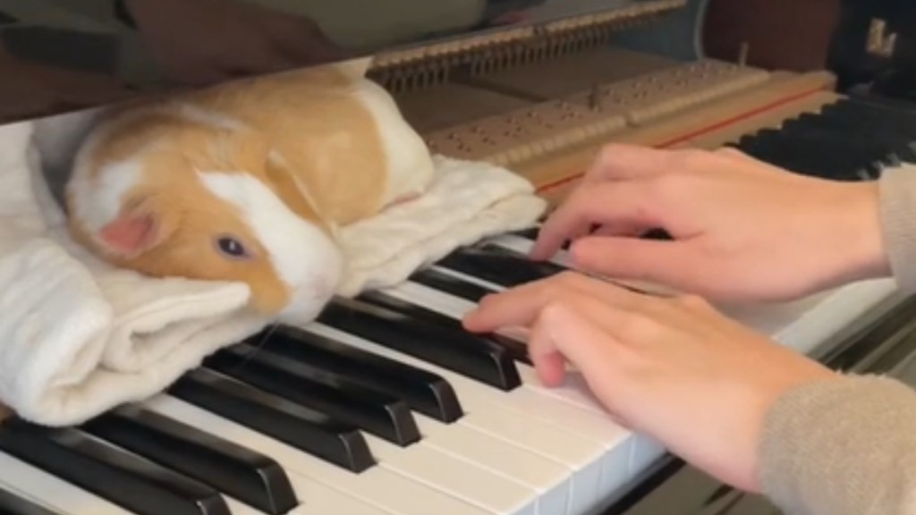 A guinea pig rests on a towel placed on a piano as she watches her human play.