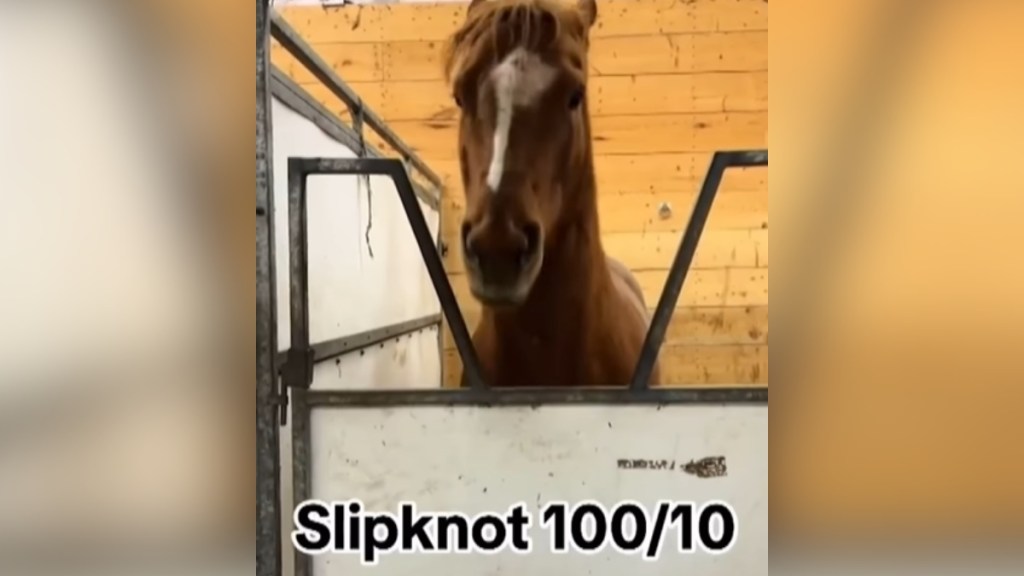 A horse happily stands in her stable. Text on the image reads: Slipknot 100/10