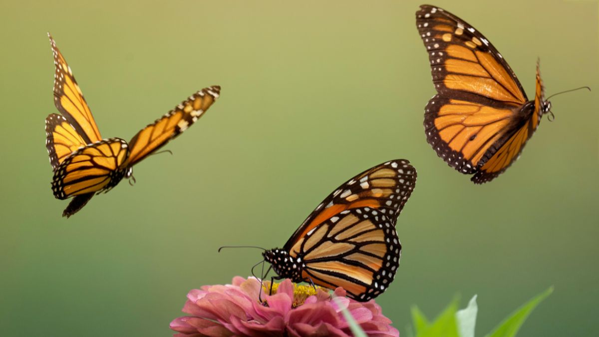 Millions Of Monarch Butterflies Gather In Mexico In This Mesmerizing Video