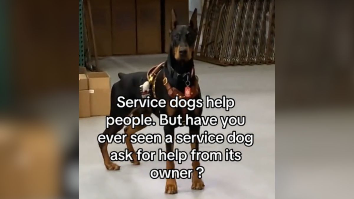 Service dog asks his owner for help with a very important problem