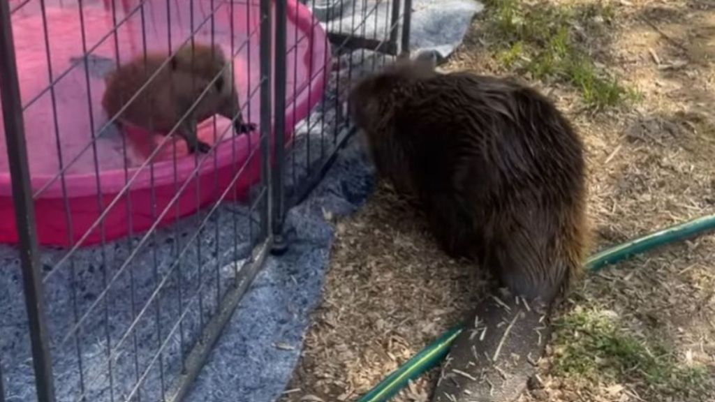 Image shows foster sisters Tulip (right) and Petunia (left) meeting for the first time.