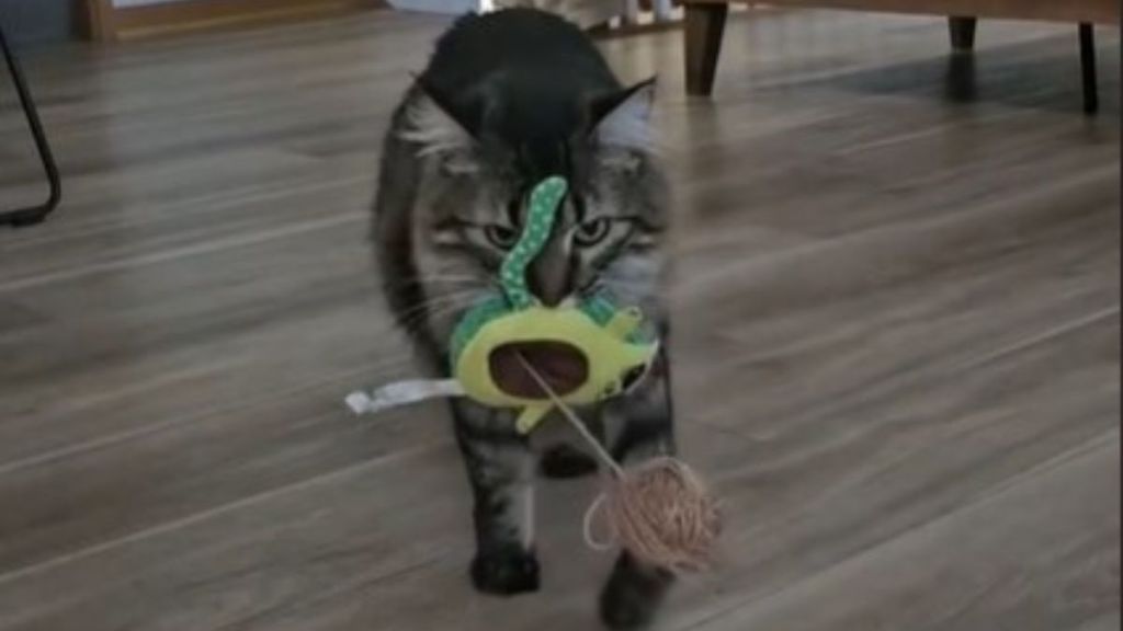 Image shows a cat bringing a toy to a baby.