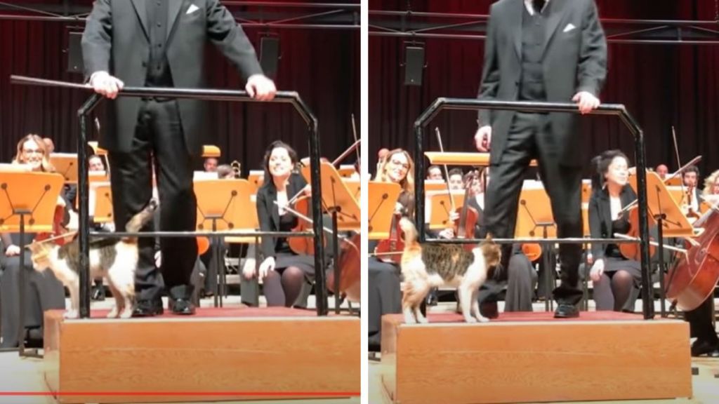 Images show a calico cat sharing the orchestra podium with the conductor during a performance in Istanbul.