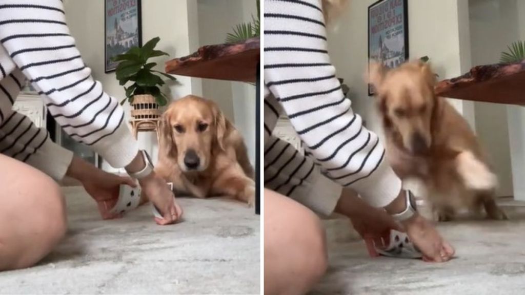 Left image shows a dog watching its owner shuffle a deck of cards. Right image shows the dog getting excited as the deck is shuffled.