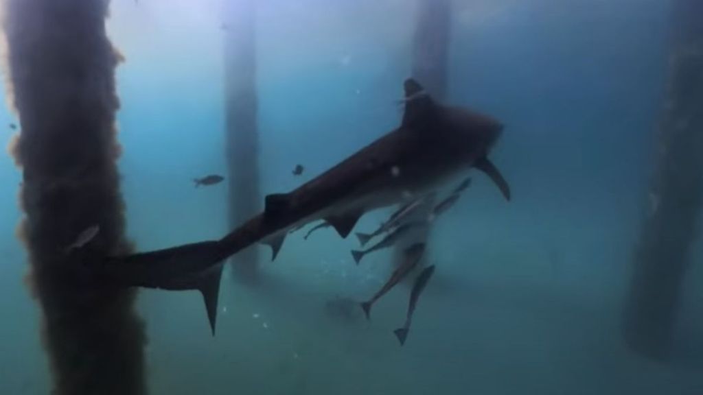 Image shows a tiger shark swimming under the Okaloosa Pier in Florida.