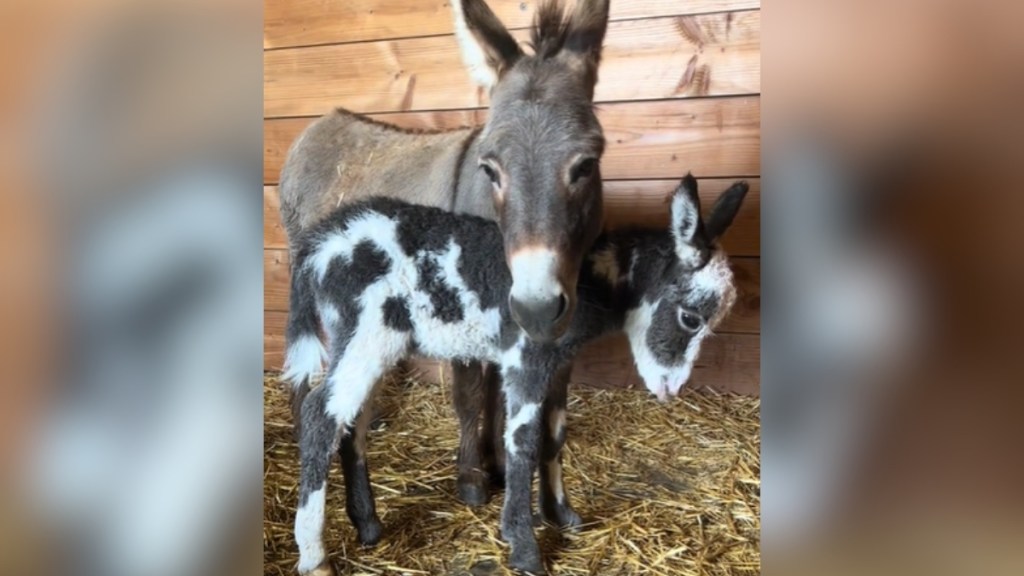 A donkey protectively stands over her newborn baby donkey.
