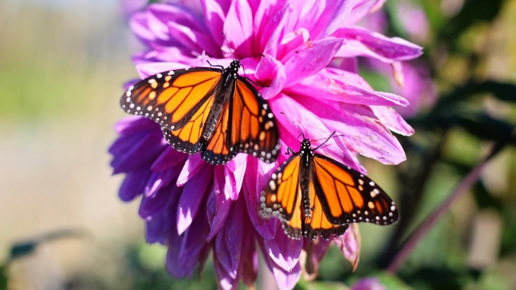 Two monarch butterflies rest on a bright pink/purple flower