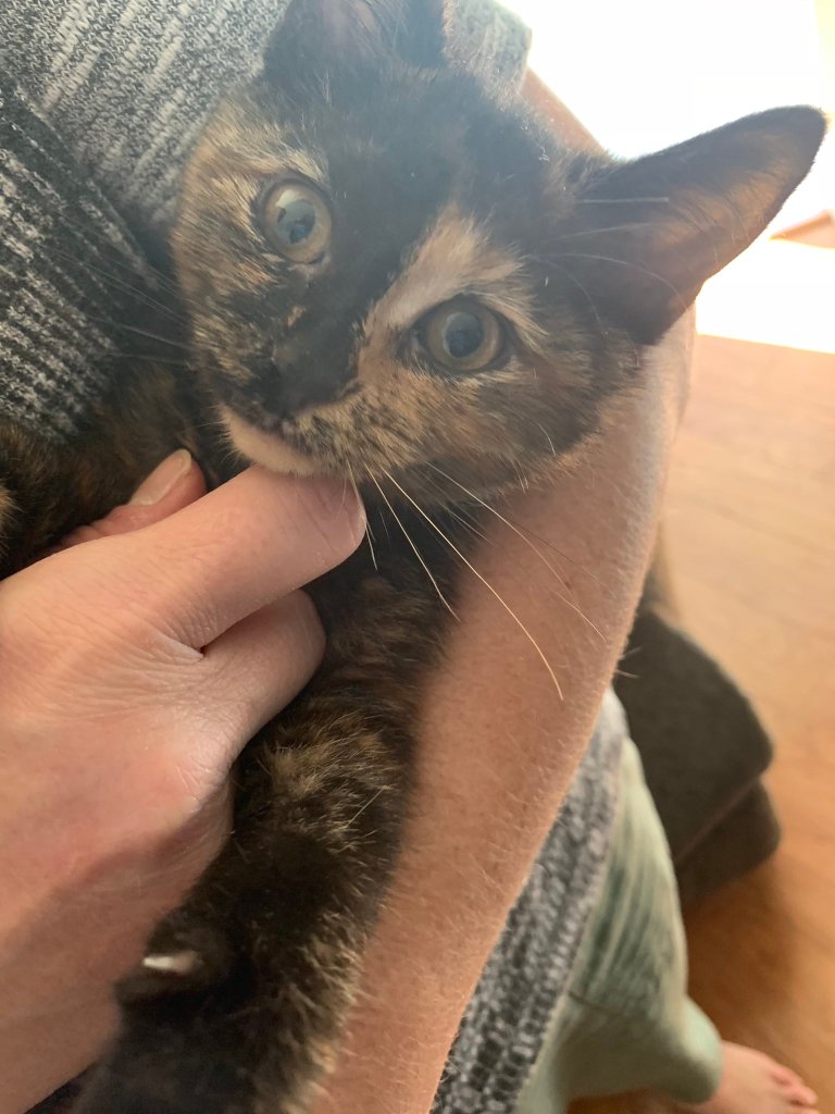 A brown kitten being held in a human's arms. 