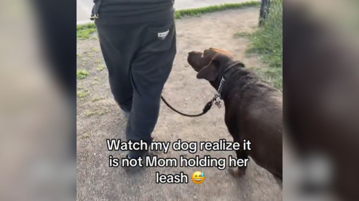 Watch My Dog Realize It Is Not Mom Holding Her Leash