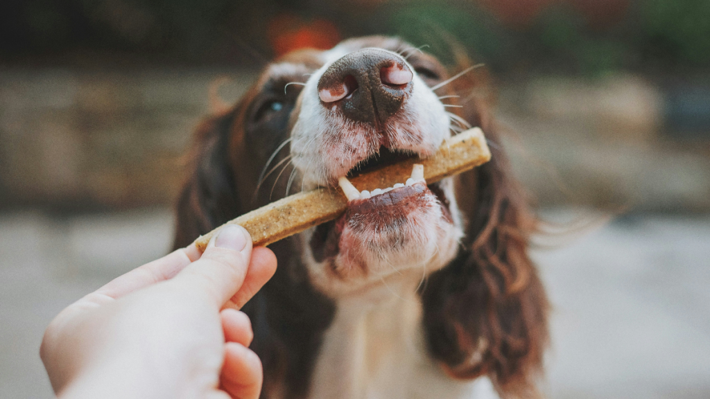 dog treat recall