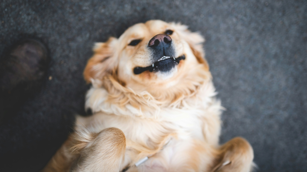 golden retriever baseball