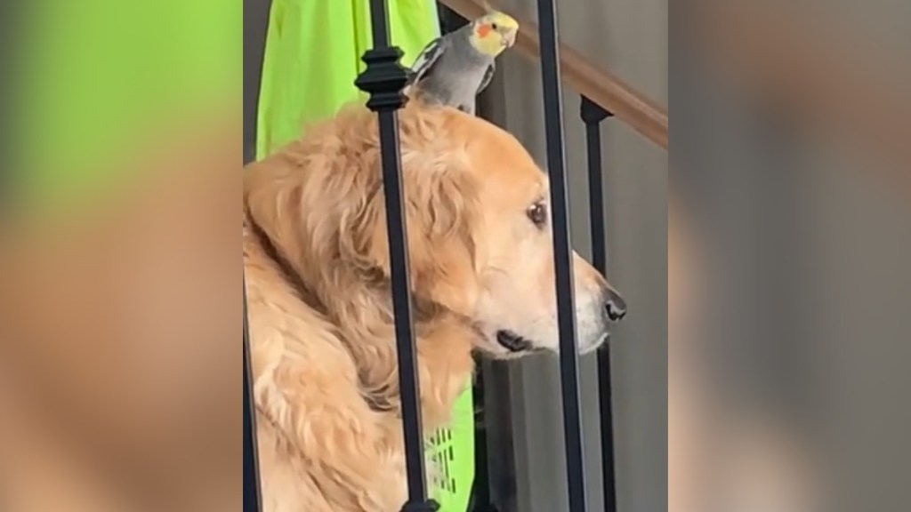 A Golden Retriever stares in the distance on the other side of staircase bars. A bird rests on her head.