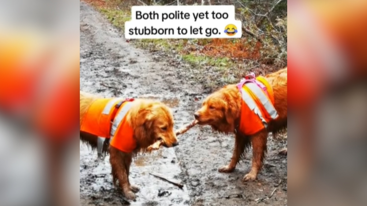 Golden Retrievers Latch Onto The Same Stick & Refuse To Let Go ...