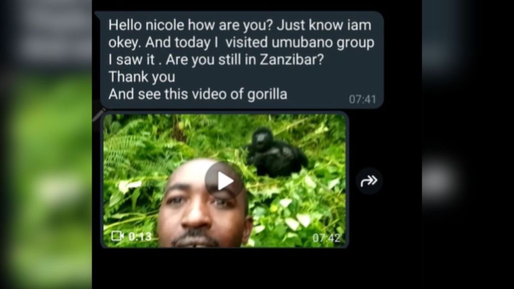 A text message with a video of a man and a gorilla.