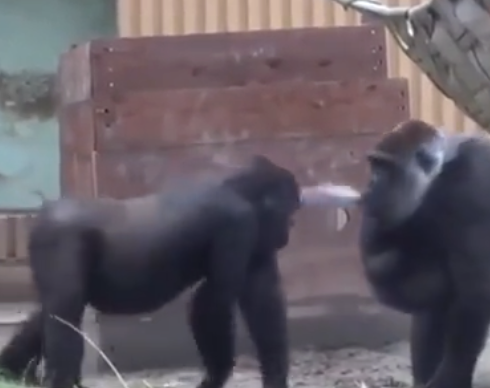 gorilla spitting on other gorilla