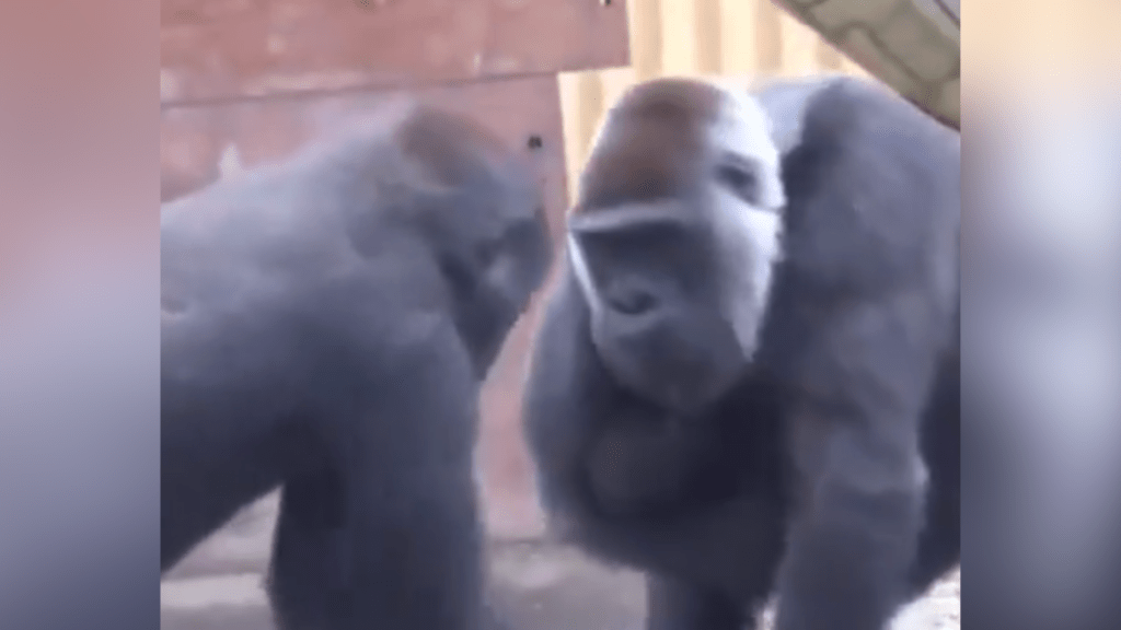 gorillas fighting