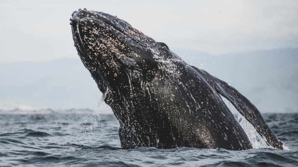 A large gray whale emerges from the water