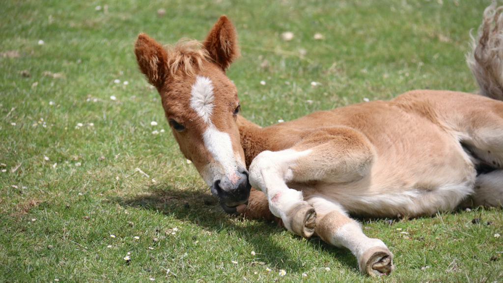little boy baby horse