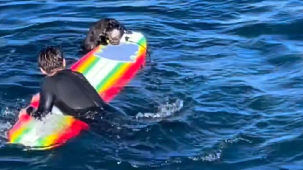 An otter climbs up onto a surfboard in the water.