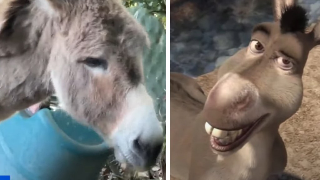 Community Rallies For Donkey Who Inspired 