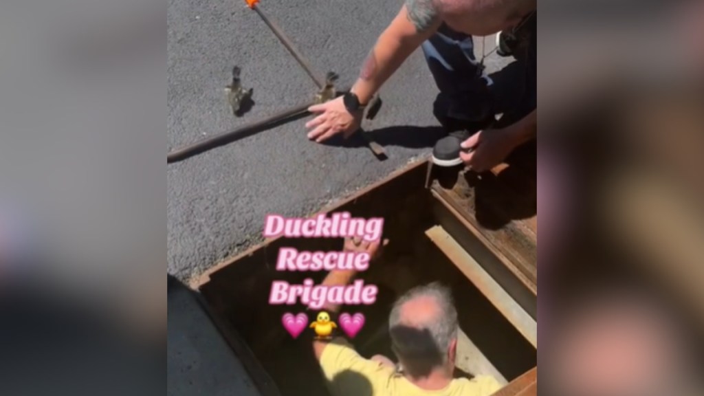 One man stands inside a storm grate while the other squats on the ground next to the opening, one hand helping push along two ducklings. Text on the image reads: ducking rescue brigade