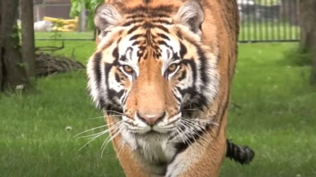 A tiger approaching the camera stealthily.