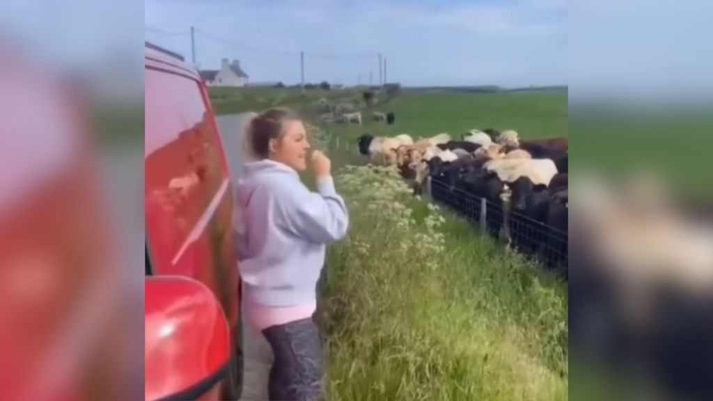 A woman singing to a herd of cows outside.