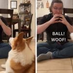 Image shows a corgi reacting to sign language for the word "ball."