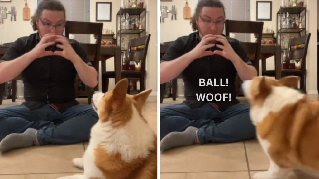 Image shows a corgi reacting to sign language for the word "ball."
