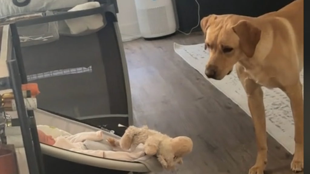 Dog brings toy to newborn