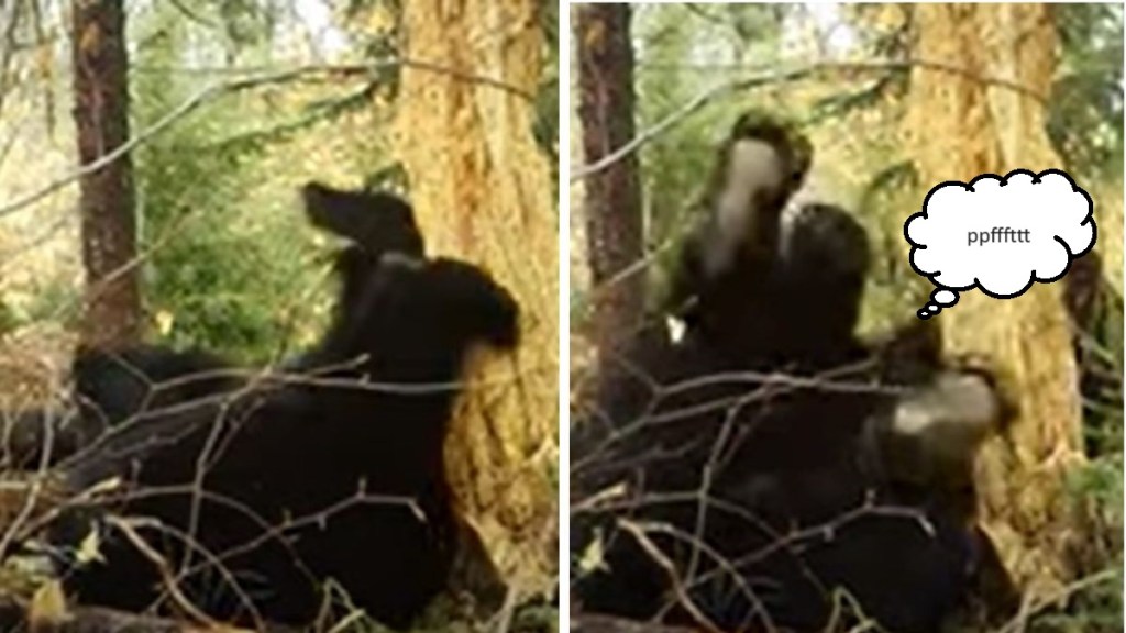 Images show a trail cam image of a bear rolling in the woods. In the right image the bear farts before falling asleep.