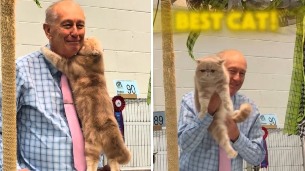 Left image shows cat giving a hug and kisses to a show judge. Right image shows the judge holding the cat up and awarding it "Best Cat."