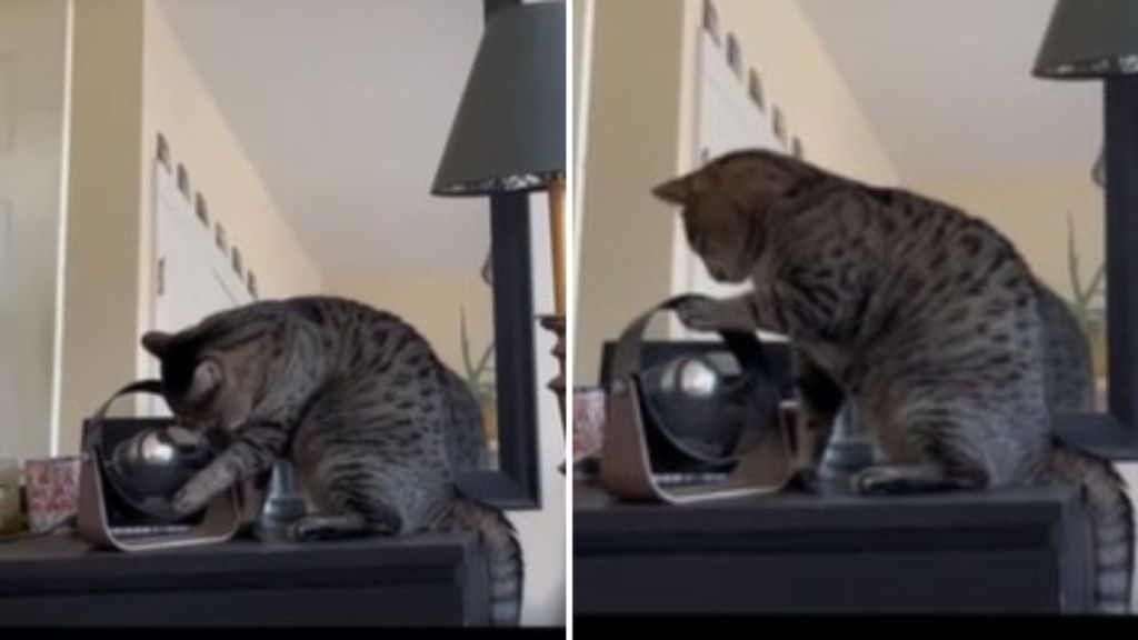 Images show a gray tabby cat making noise with a running fan and not allowing his family to sleep.