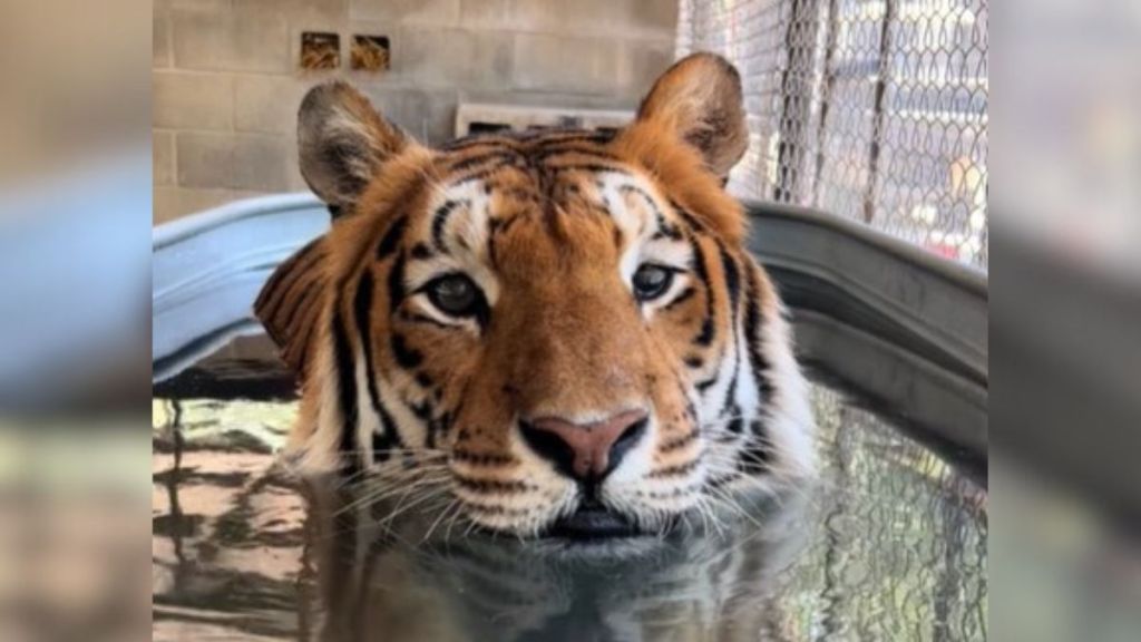 Image shows Bengal tiger Cincinnati relaxing in a tub of water.