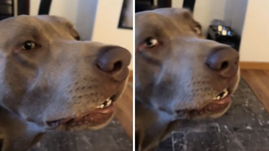 Images show a dog with hiccups looking to his mommy for help as she laughs at his predicament.