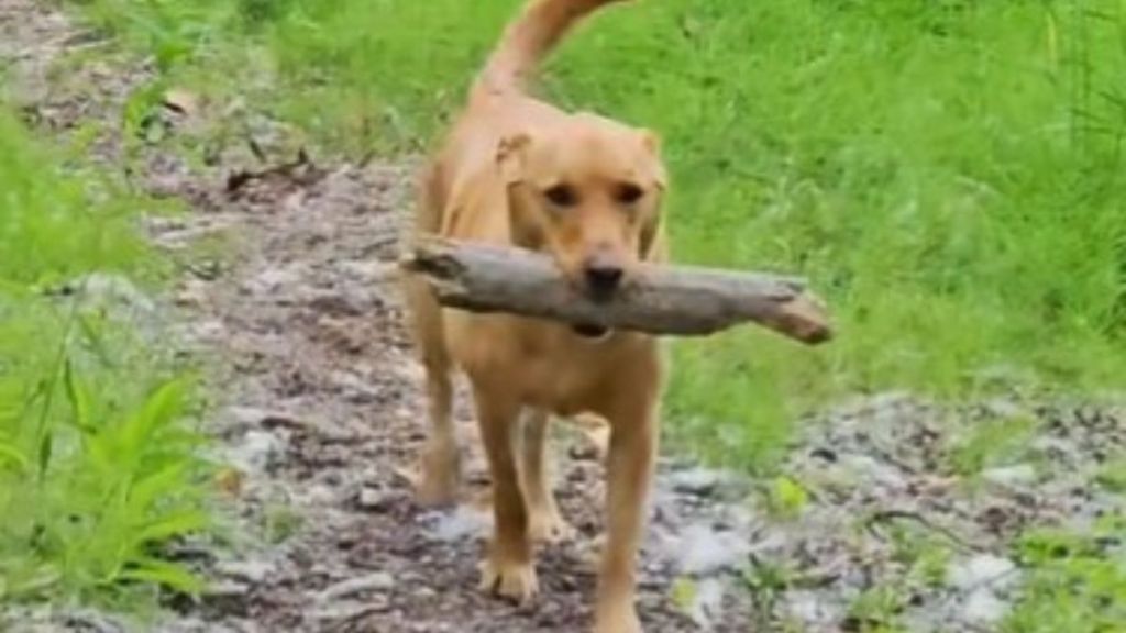 Bryce the dog carries a stick he found while hiking. He carried it 14 miles home and it's his favorite stick.