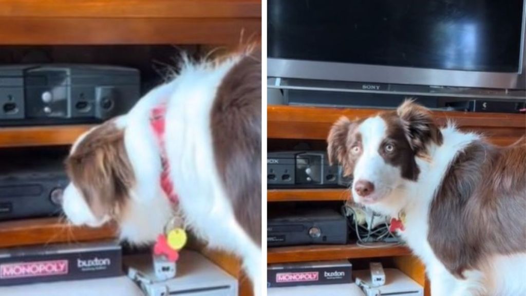 Left image shows a border collie pressing a button on an Xbox. Right image shows a distressed dog having a tantrum when the TV didn't turn on.