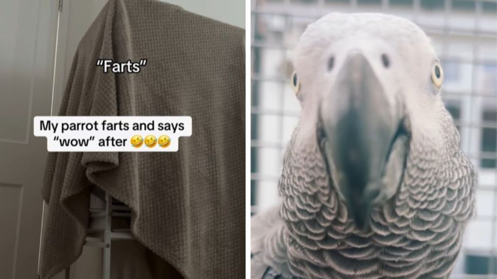 Left image shows an African grey parrot in a cage as it makes farting sounds. Right image shows the bird in a portrait pose.